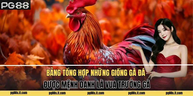 Bảng tổng hợp những giống gà đá được mệnh danh là vua trường gà