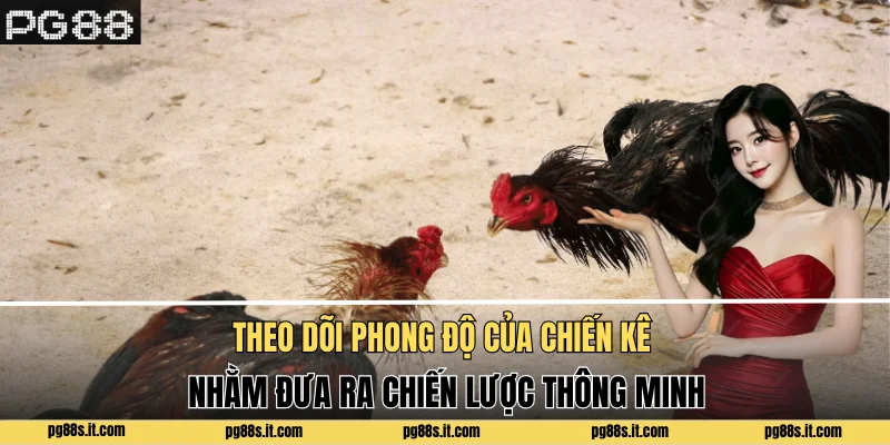 Theo dõi phong độ của chiến kê nhằm đưa ra chiến lược thông minh