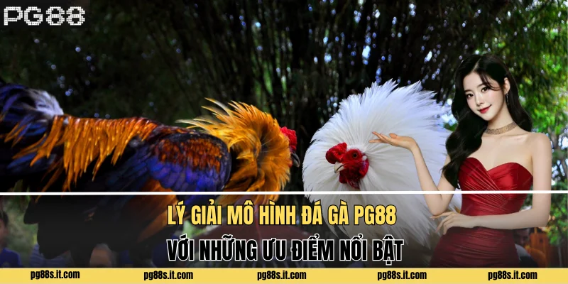 Lý giải mô hình đá gà PG88 với những ưu điểm nổi bật