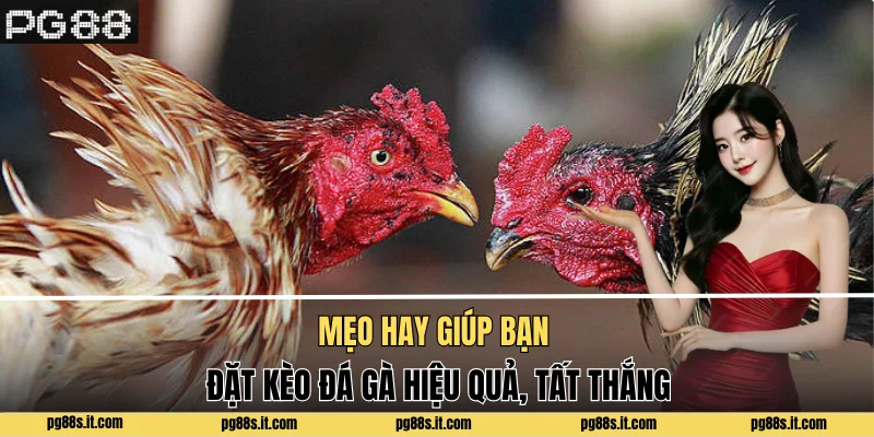 Mẹo hay giúp bạn đặt kèo đá gà hiệu quả, tất thắng