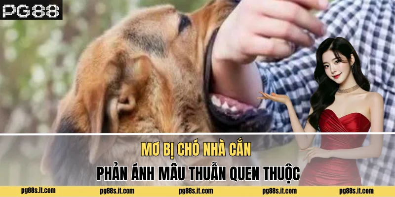 Mơ bị chó nhà cắn phản ánh mâu thuẫn quen thuộc