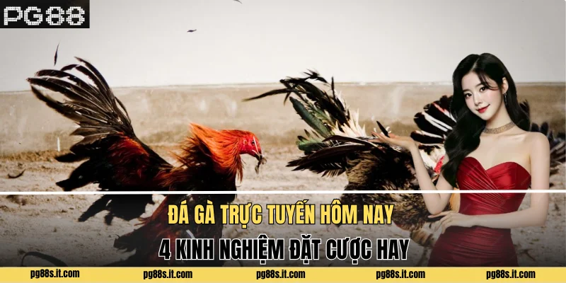 Đá Gà Trực Tuyến Hôm Nay - 4 Kinh Nghiệm Đặt Cược Hay