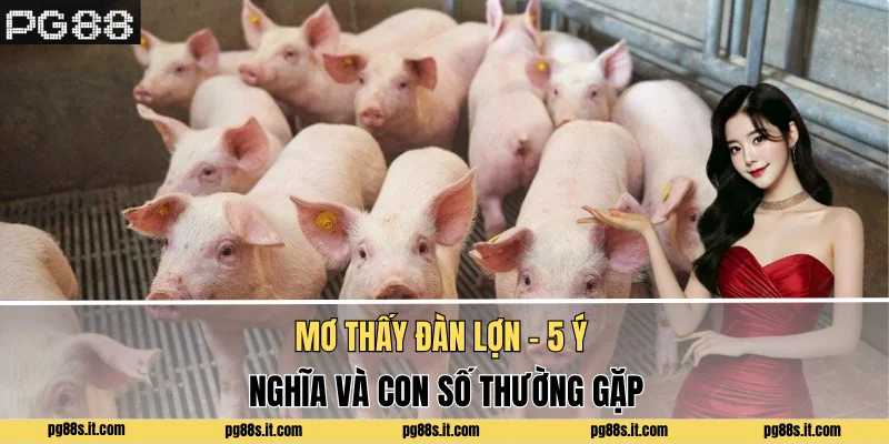 Mơ Thấy Đàn Lợn - 5 Ý Nghĩa Và Con Số Thường Gặp